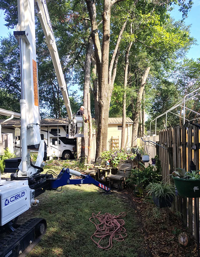 Bragg's Tree And Stump Crane